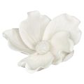 Wild rose white
