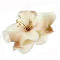 Magnolie krémovo-čokoládová