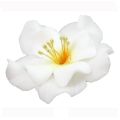 Magnolie bílá