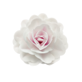 Waffelrose Chinesisch maxi rosa - 12,5 cm