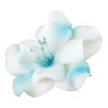 Magnolie bílo-modrá