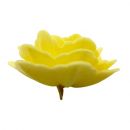Oblátková ruža čínska veľká žltá