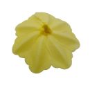 Wafer rose Chinese large yellow