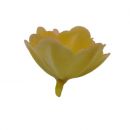 Oblátková ruža čínska stredná zlatá tieňovaná
