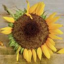 Edible dried flowers - sunflower 15 g