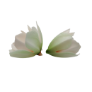 Oplatková magnolie