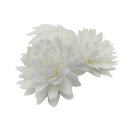 Oblátková sedmokráska pomponová biela