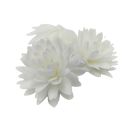 Wafer daisy pompon white