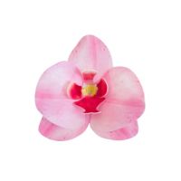 Oblátková orchidea ružová
