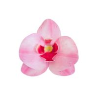 Wafer orchid pink