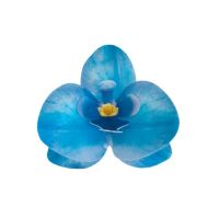 Oblátková orchidea modrá