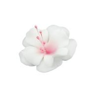 Magnólia malá bielo-ružová