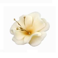 Magnolie malá béžová