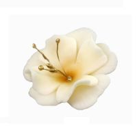 Kleine beige Magnolie