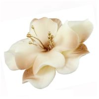 Magnolie krémovo-čokoládová