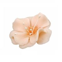 Magnolie malá lososová