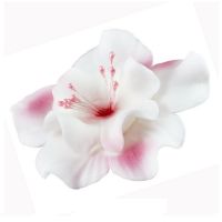 Magnólia bielo-ružová