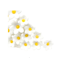 Primrose sugar white 10 pcs