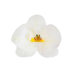 Oblátková orchidea biela