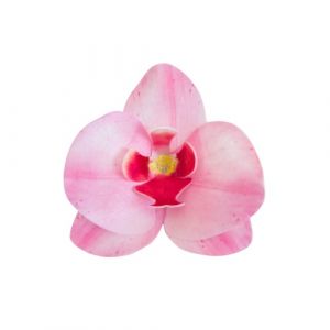 Oblátková orchidea ružová