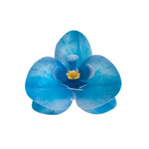 Oblátková orchidea modrá