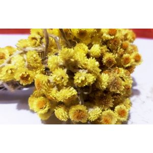 Jedlé sušené kvety - slamiha piesočná 20 g
