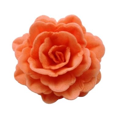 Ostya rózsa kínai nagy lazac