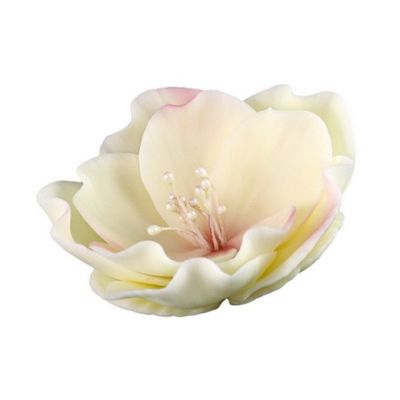 Eustoma bézs rózsaszín