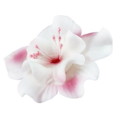 Fehér-rózsaszín magnólia