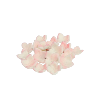 Weiß-rosa Zuckerhortensie