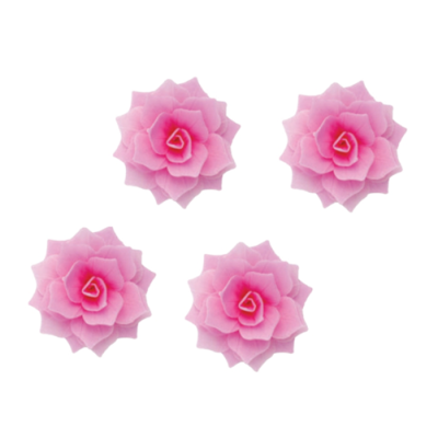 Oblatenrose Rosalia rosa