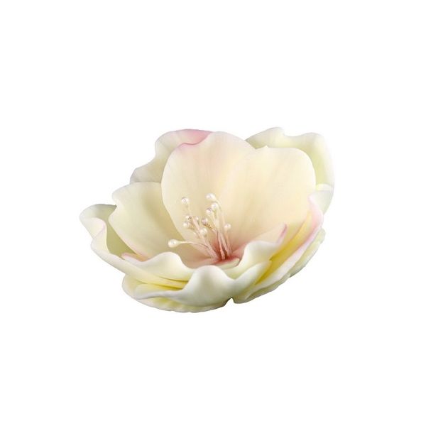 Eustoma malá béžovoružová Eustoma malá béžovoružová