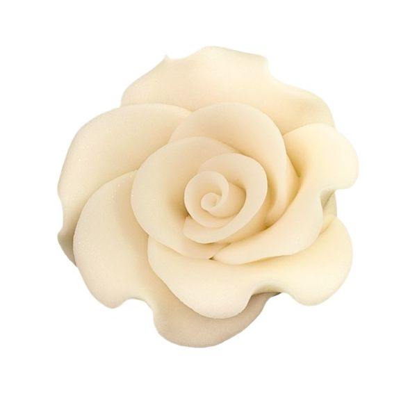 Large XL cream rose