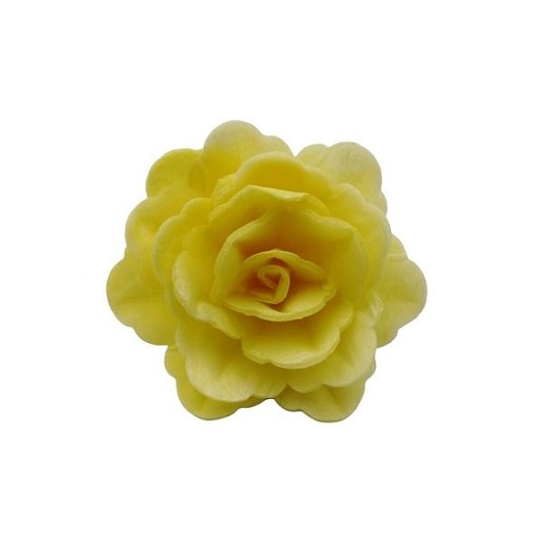 Oblátková ruža čínska stredná žltá
