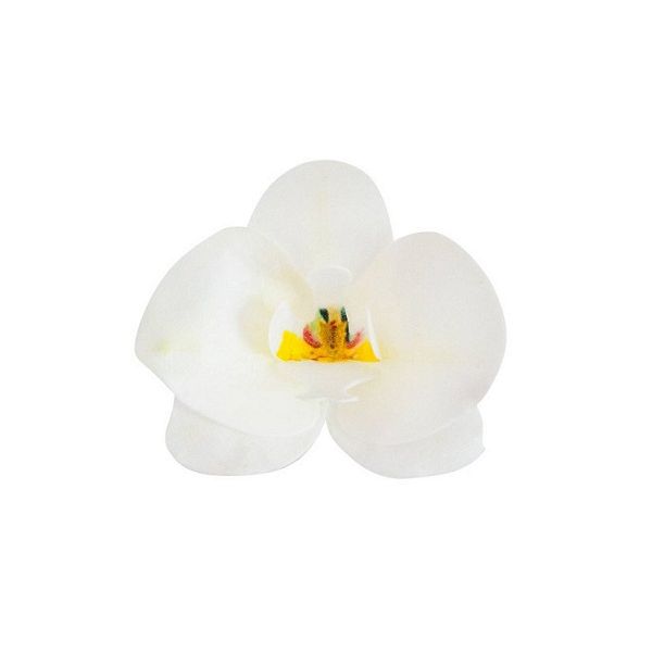 Wafer orchid white