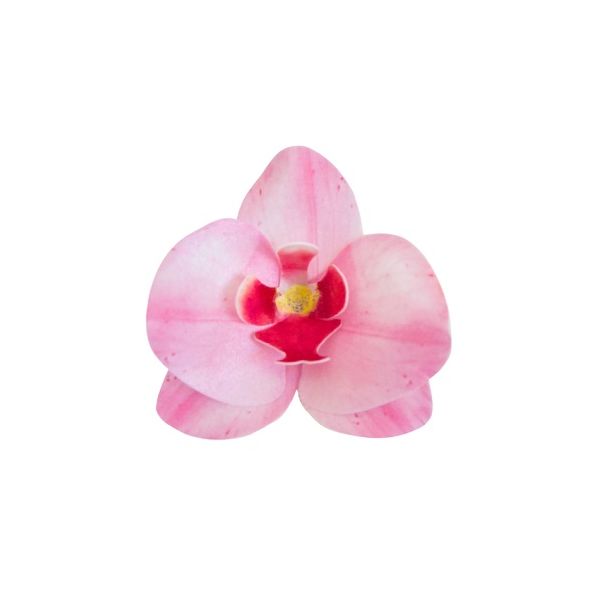 Oplatková orchidej růžová
