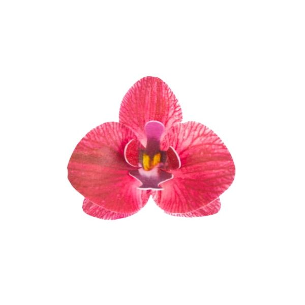 Oblátková orchidea bordová Oblátková orchidea bordová