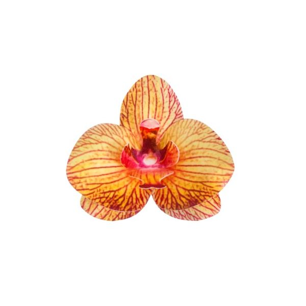 Oblátková orchidea čajová