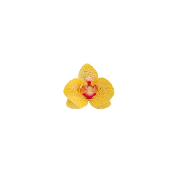 Oblátková orchidea žltá