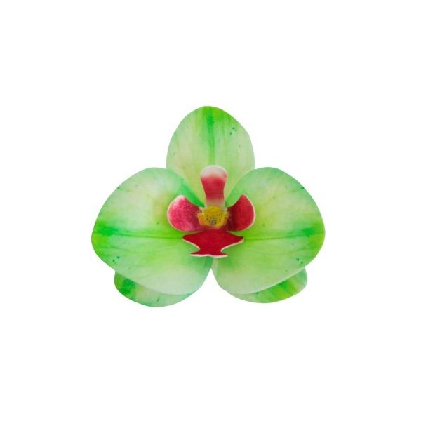 Oplatková orchidej akvamarin