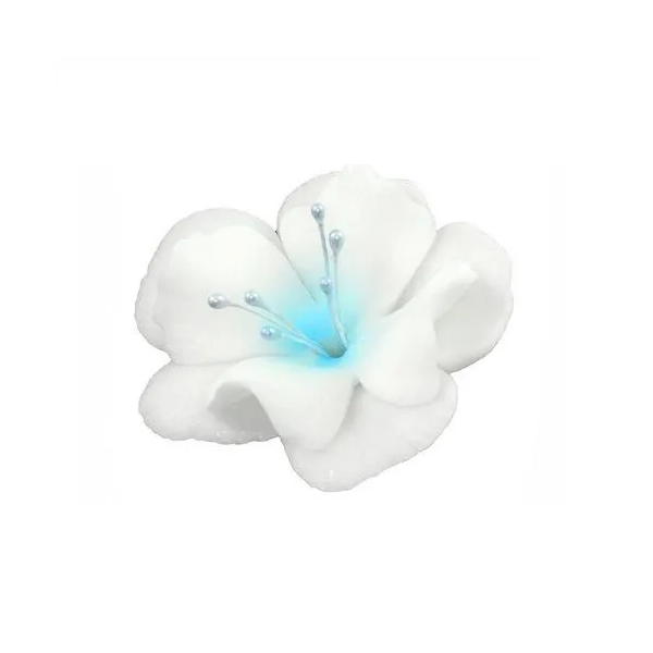Magnolie malá bílo-modrá