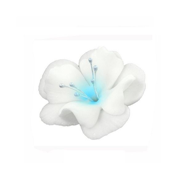 Small white-blue magnolia