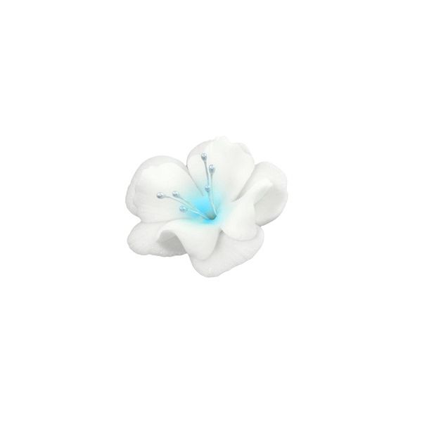 Magnólia malá bielo-modrá
