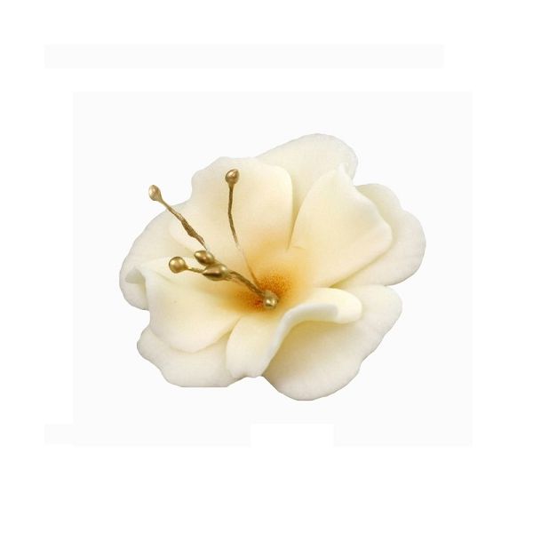 Magnolie malá béžová