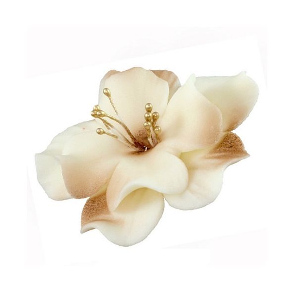 Magnolie krémovo-čokoládová