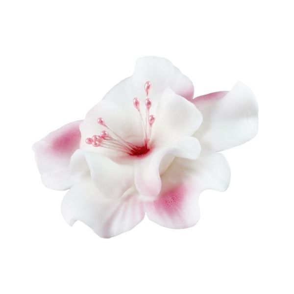 Weiß-rosa Magnolie