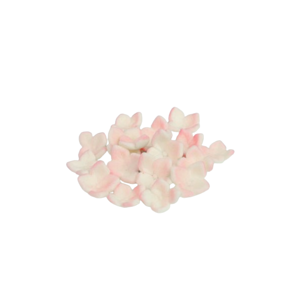 White-pink sugar hydrangea