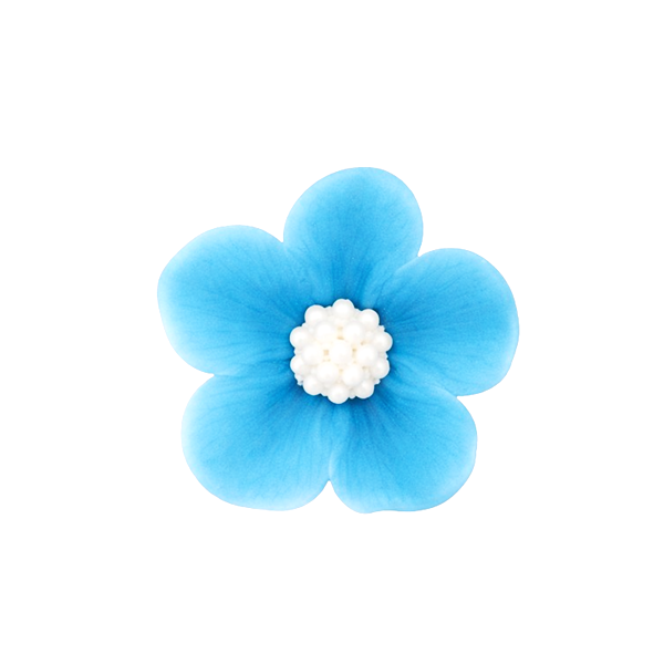 Nezábudka svetlomodrá