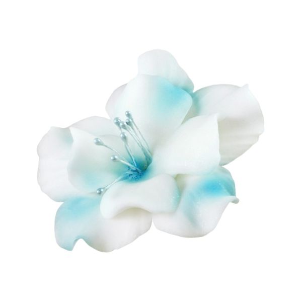 Magnolie bílo-modrá