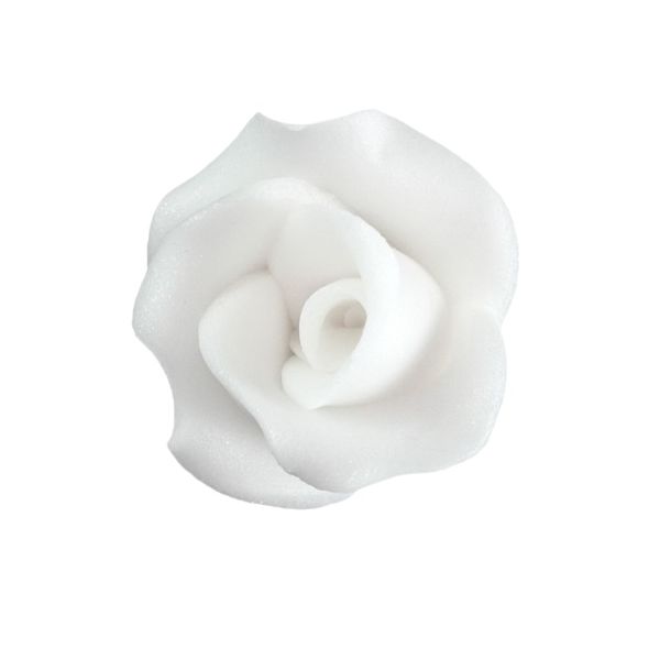 Large white rose